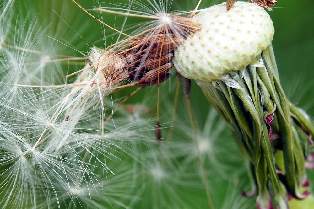 Голый одуванчик