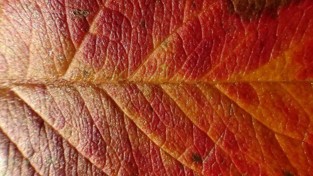 Colors of Autumn