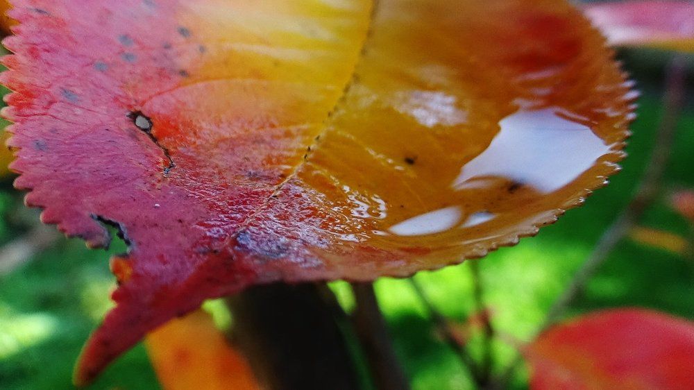 Leaf