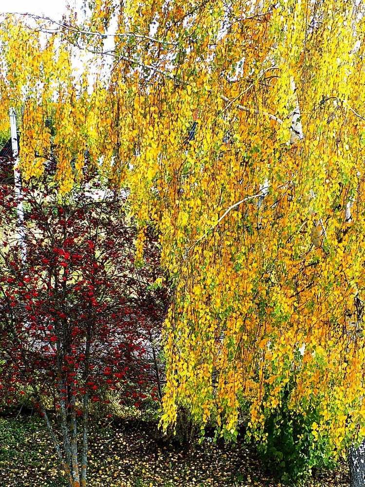 Спаси и сохрани