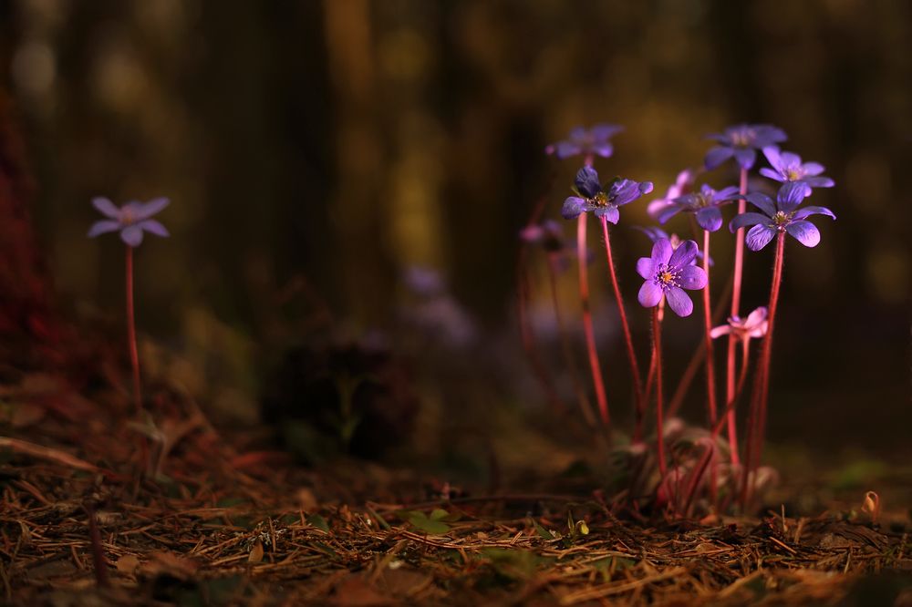 Улыбка весны