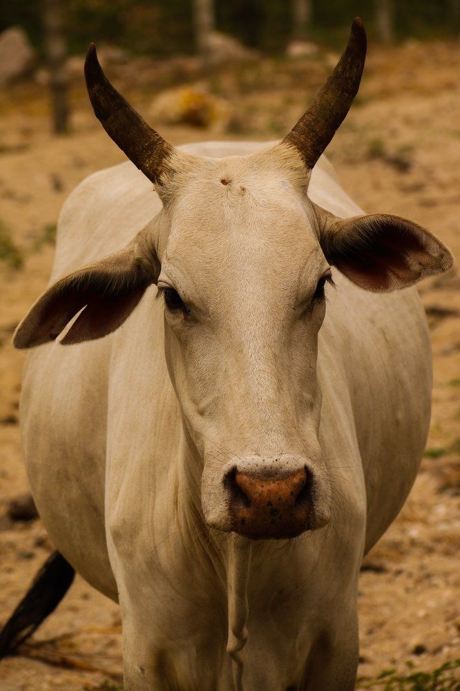 Cow
