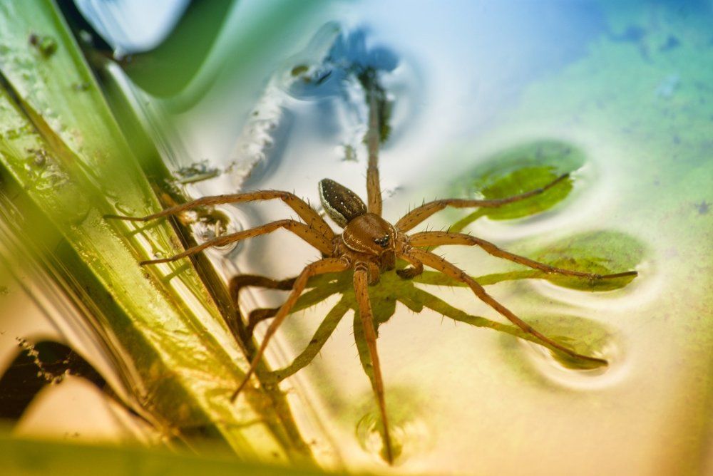 Водяной паук