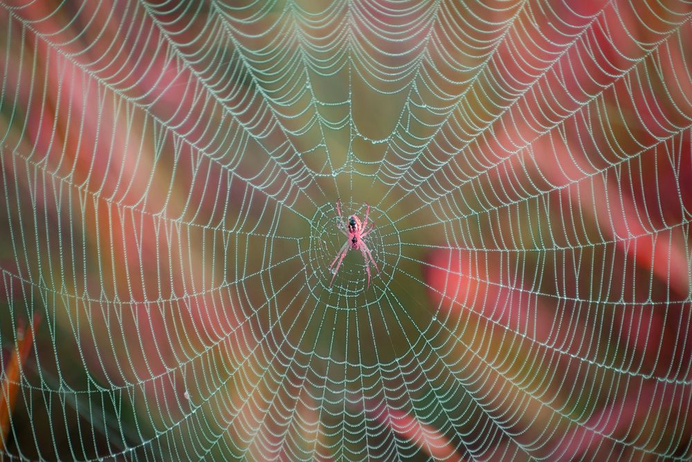 Утренние сети