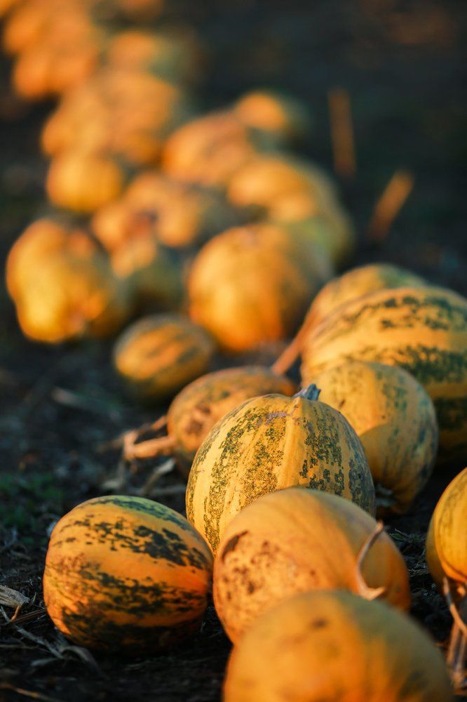 Осенний урожай