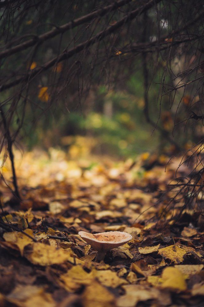 На тихой охоте