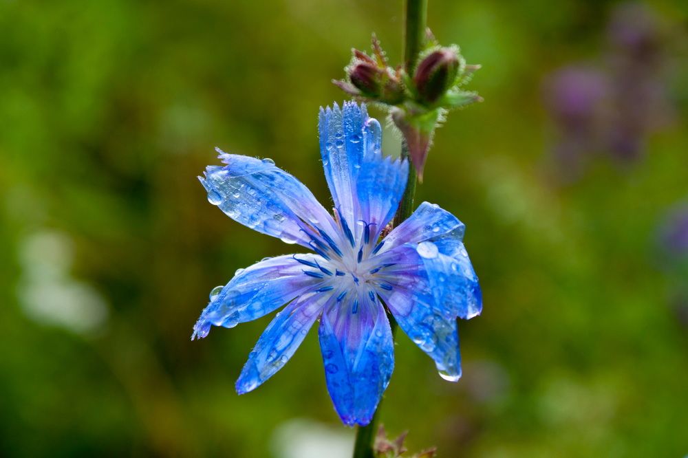 Цветок после дождя
