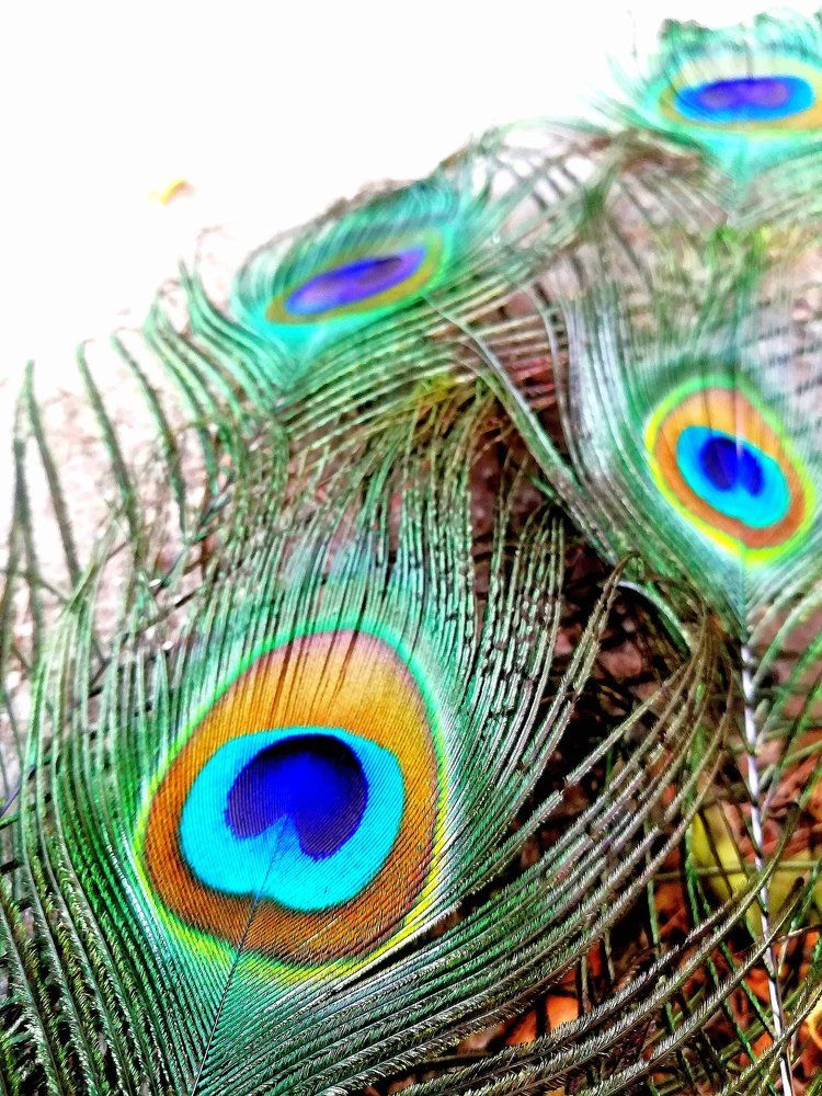 Peacock feathers