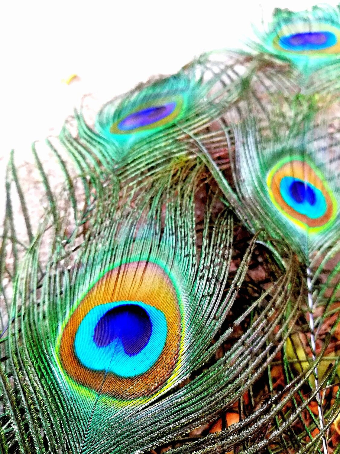 Peacock feathers