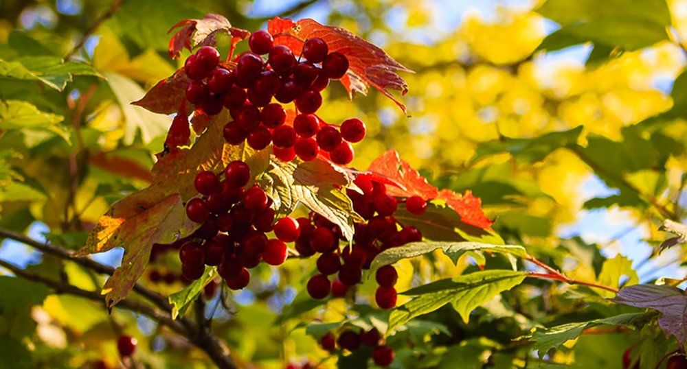 Калина красная