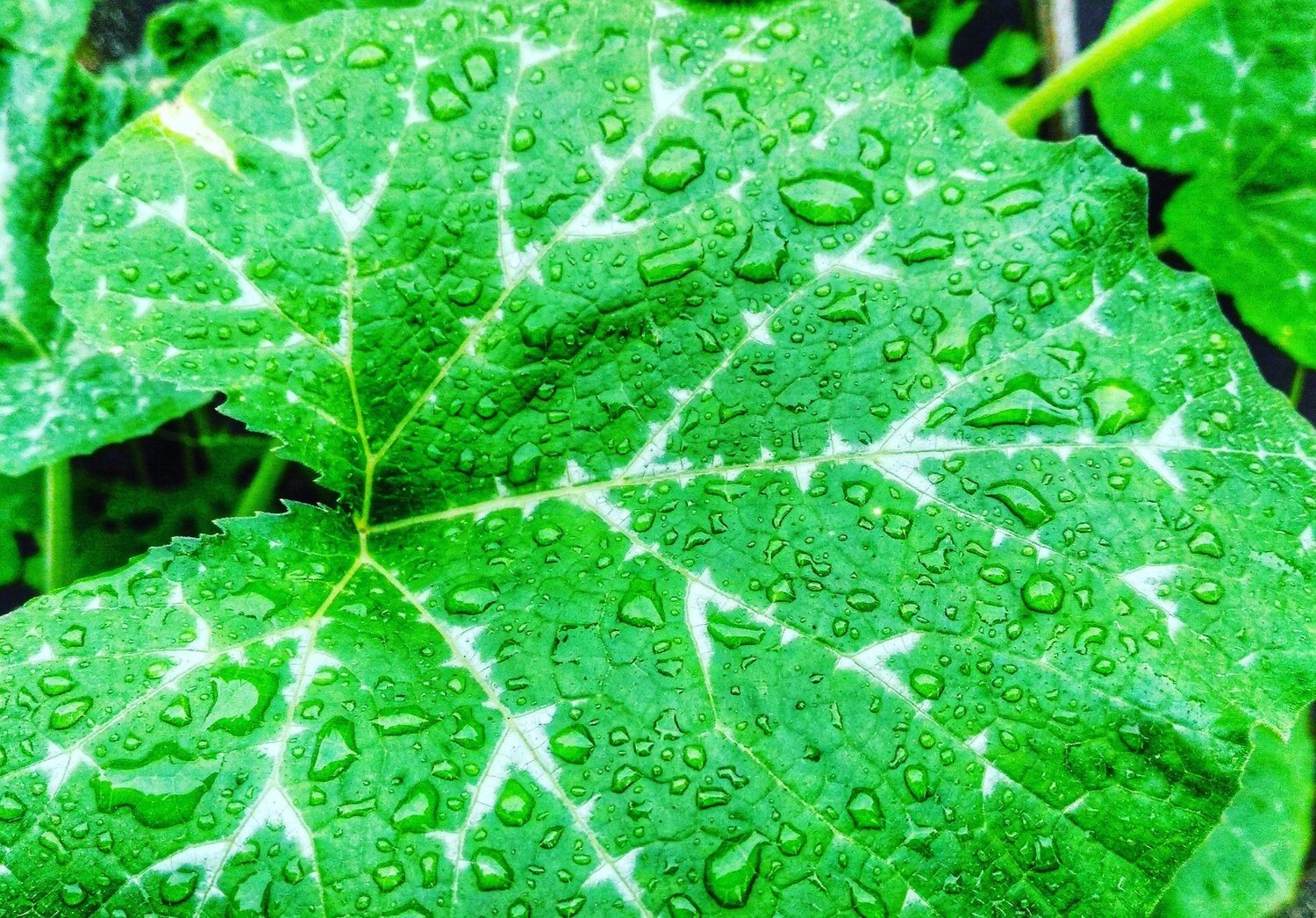 Drops on Leave