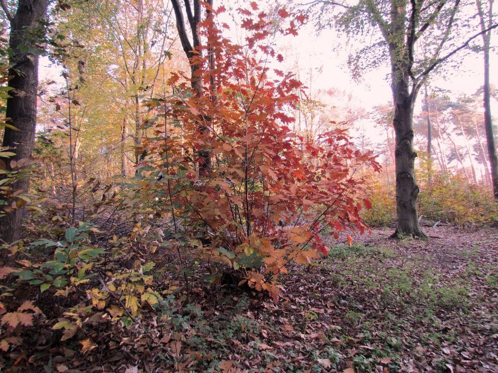 autumn tree