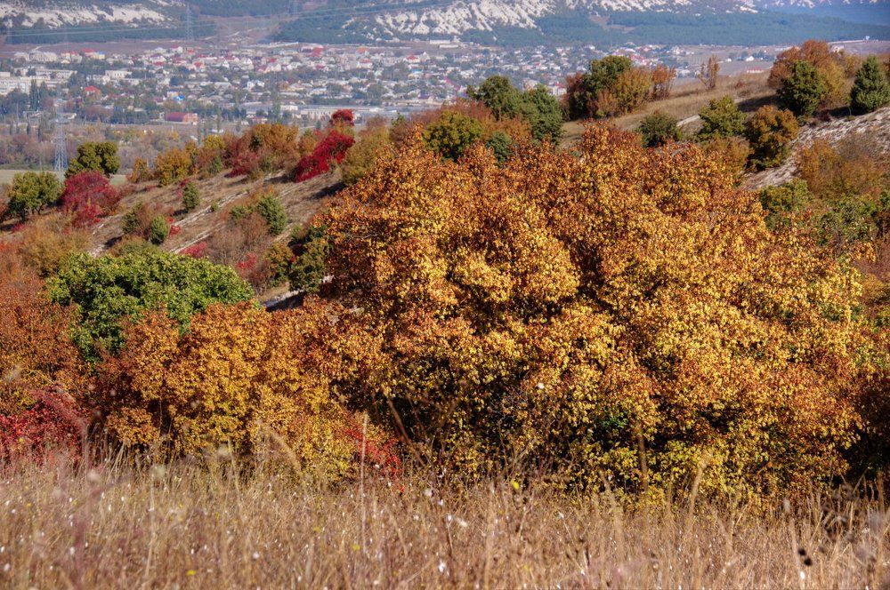 Осенняя картина