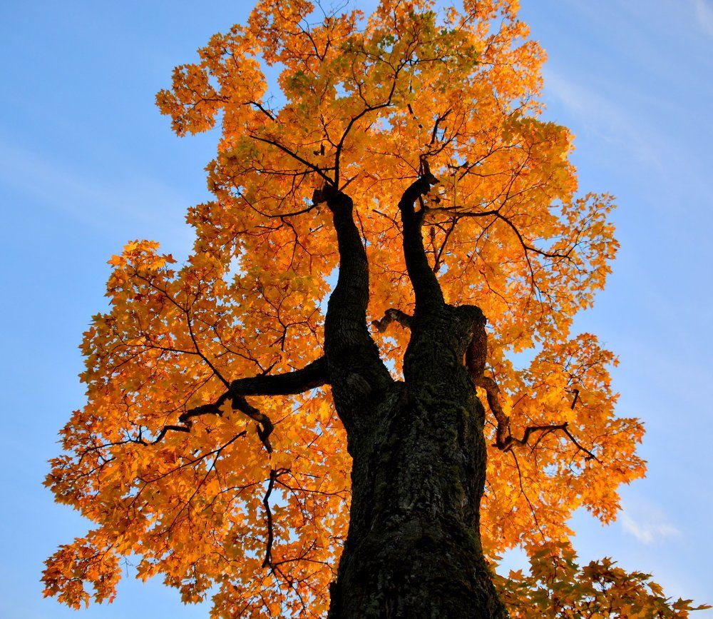 Золотисто-осенняя графика.