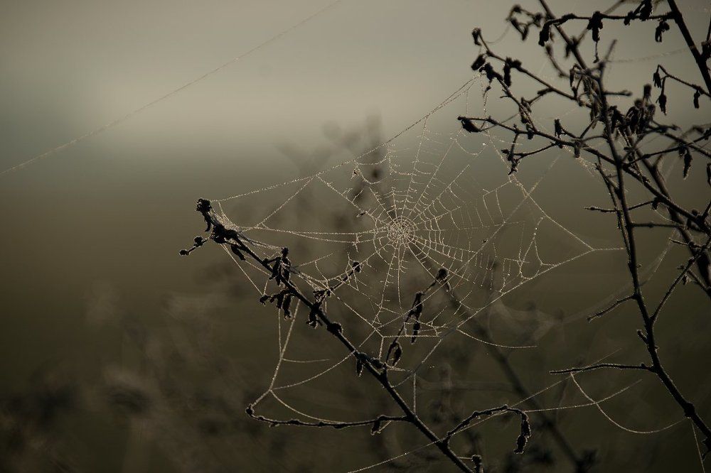 Осеннее утро