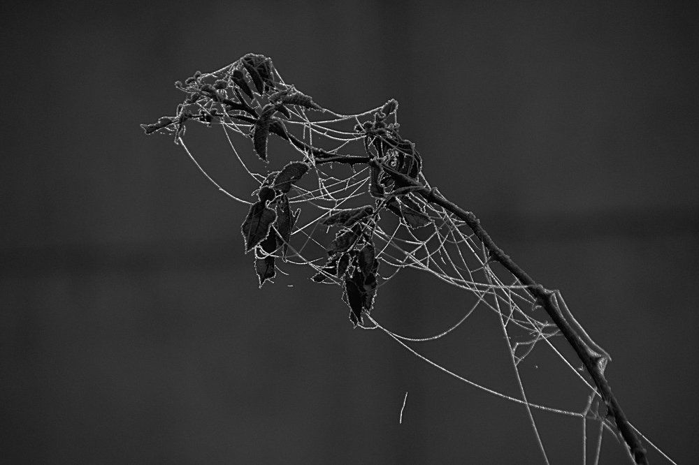 Рисунок природы