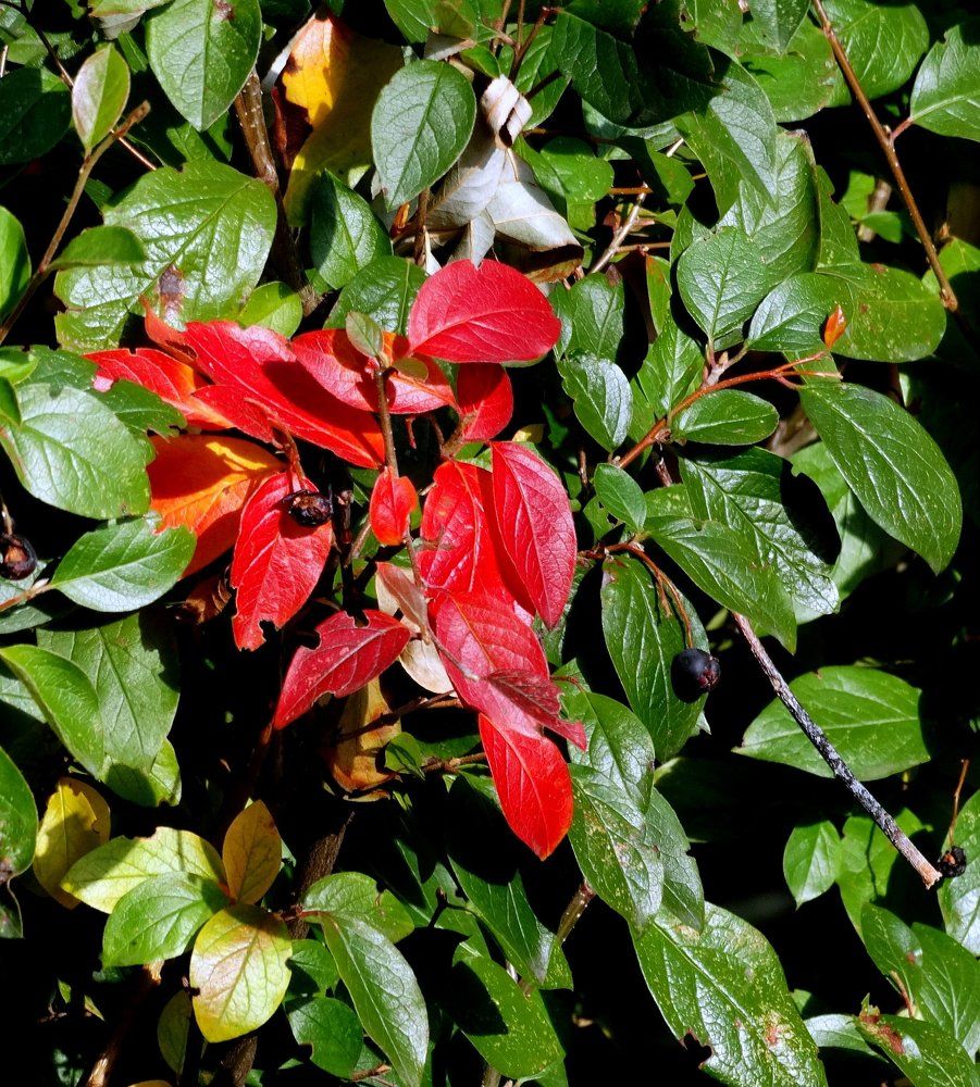 Из осени картинки,,,