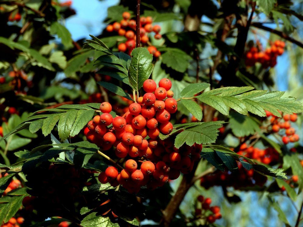 Рябины гроздья алые,,,