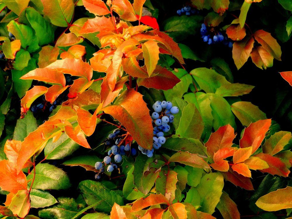 Этой осени краски,,,