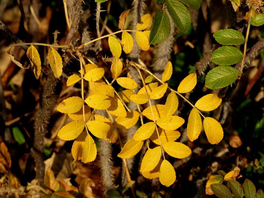 Осень. Начало,,,