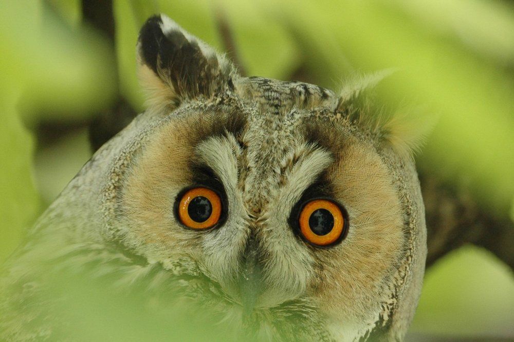 сыч глаза сквозь деревья