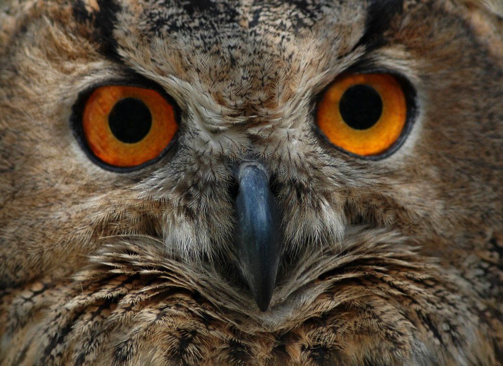 глазу на глаз