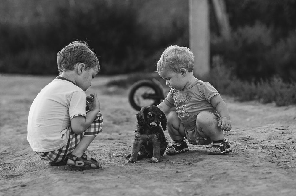 собачку жалко