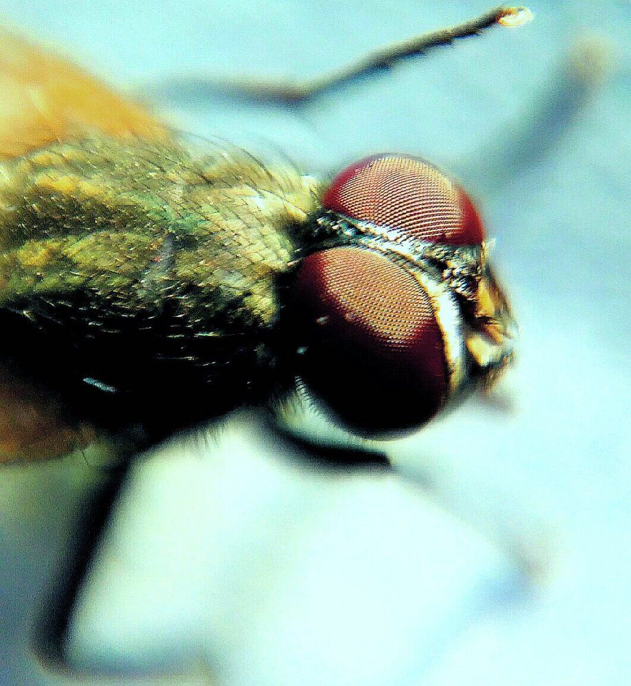 The fly