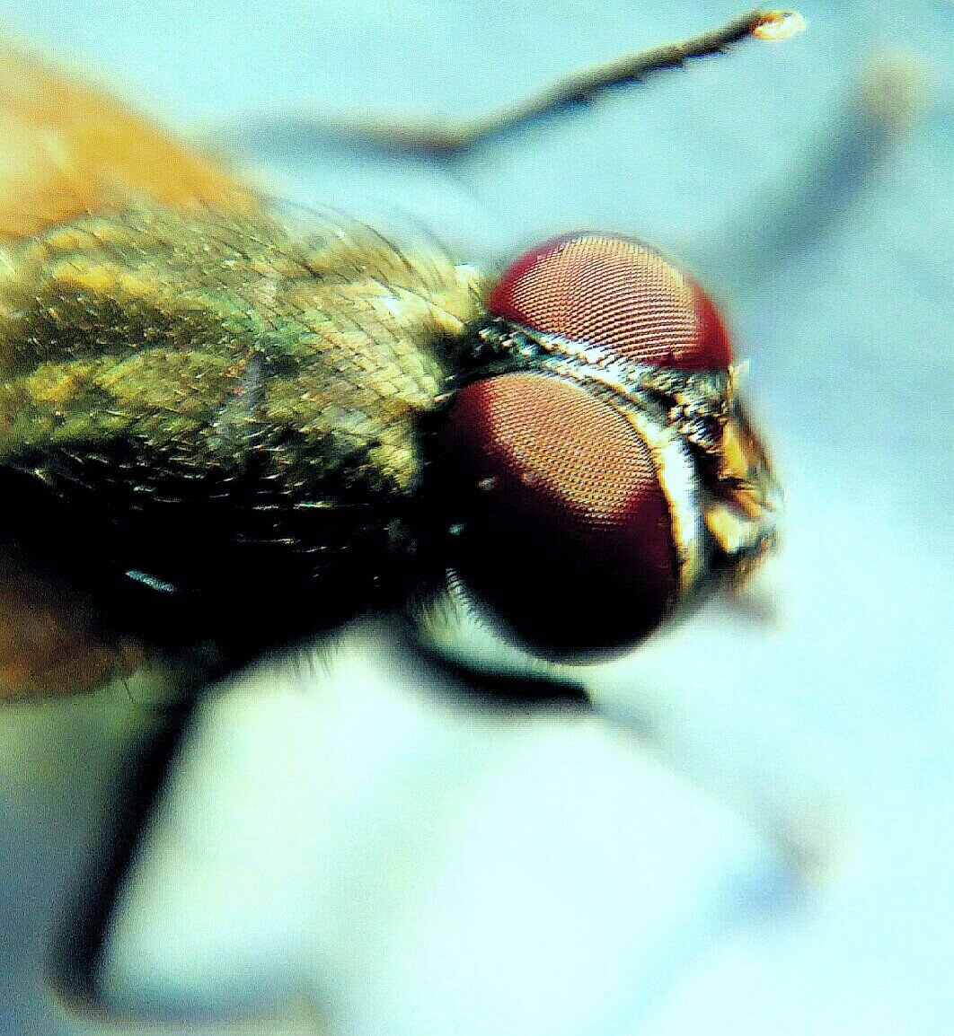 The fly