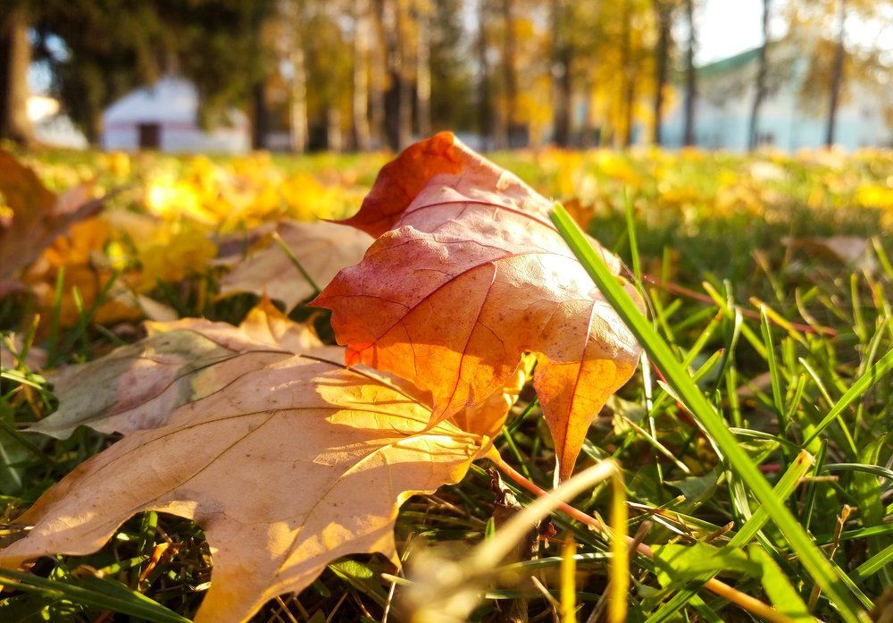 Золотая листва