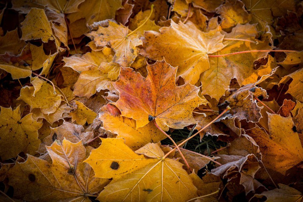 Осеннее золото