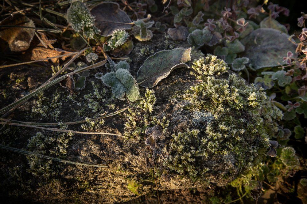 Маленький лес. Вид сверху
