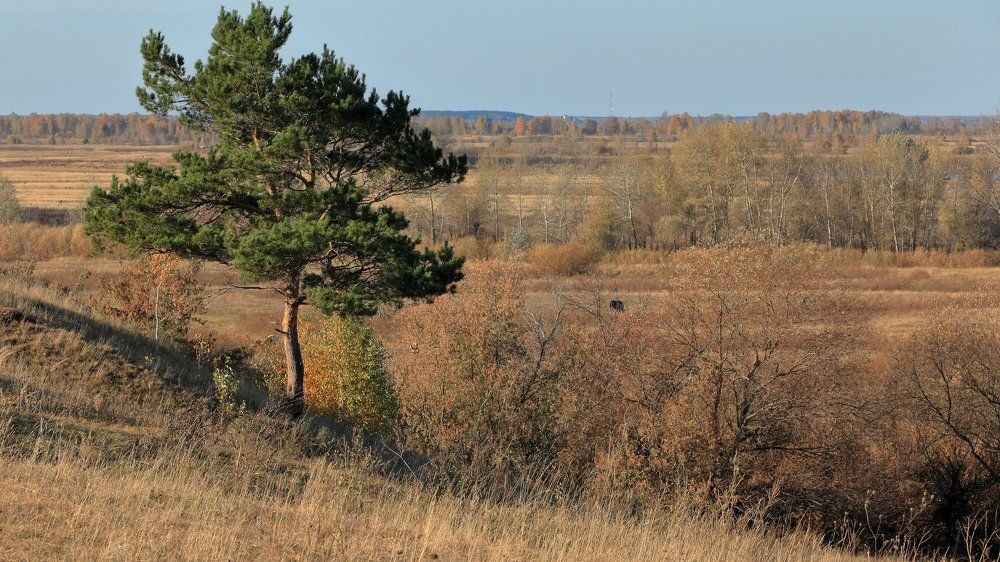 Зимой и летом одним цветом...