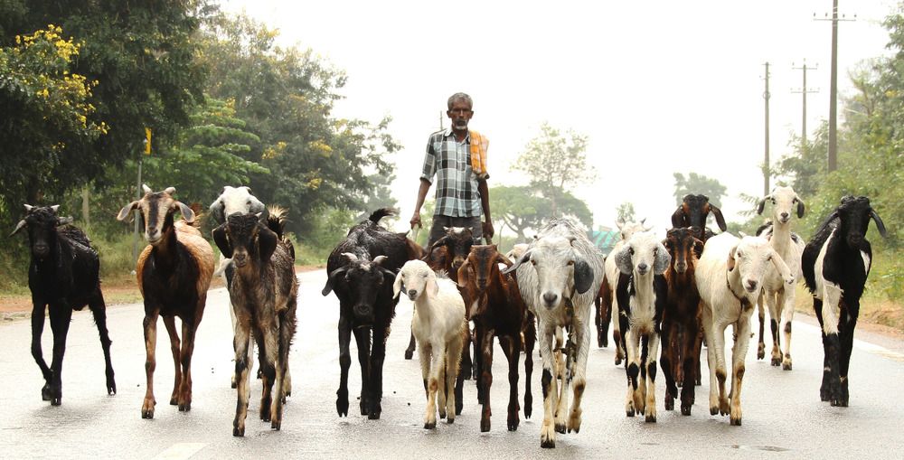 The village shepherd