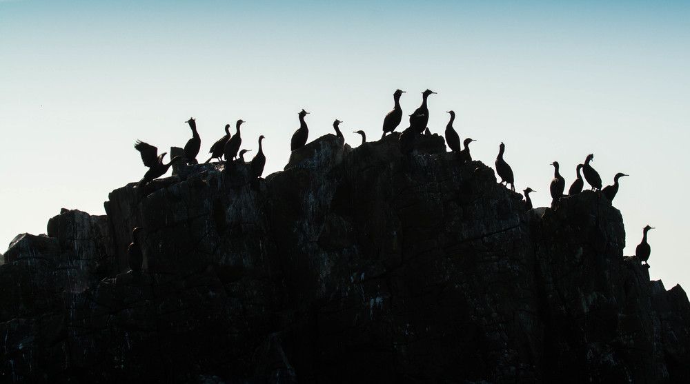 Камчатка, остров Старичков