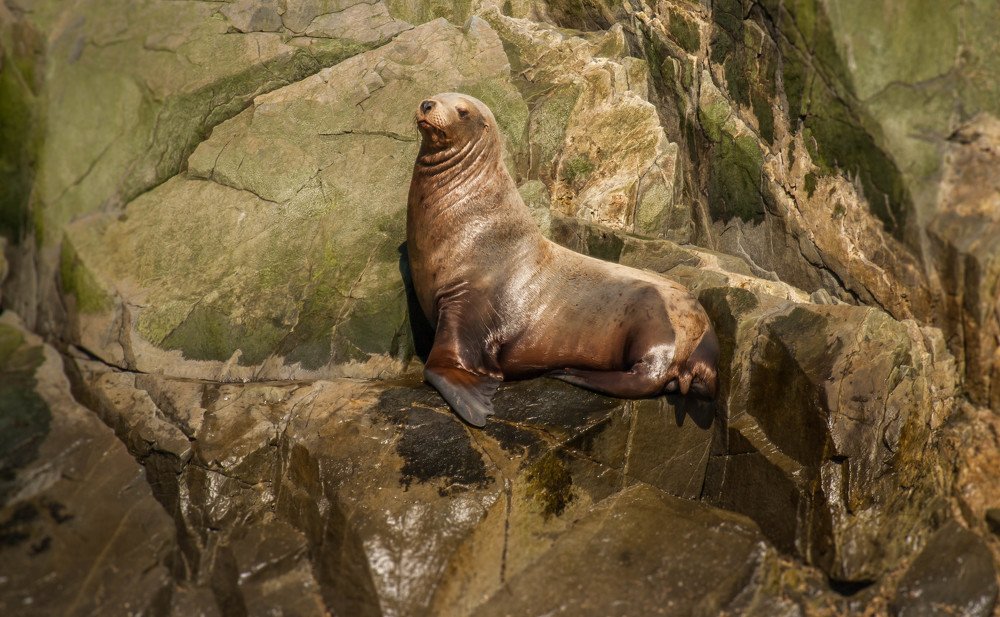 Сивучи, мыс Кекурный (Камчатка)