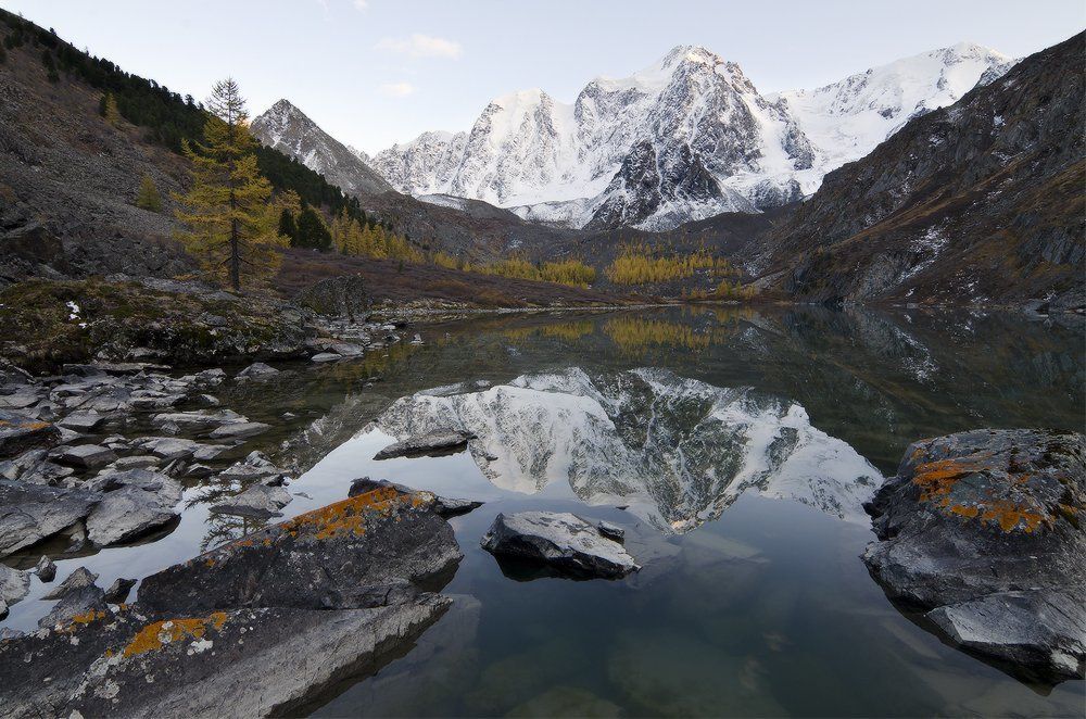 шавлинская классика