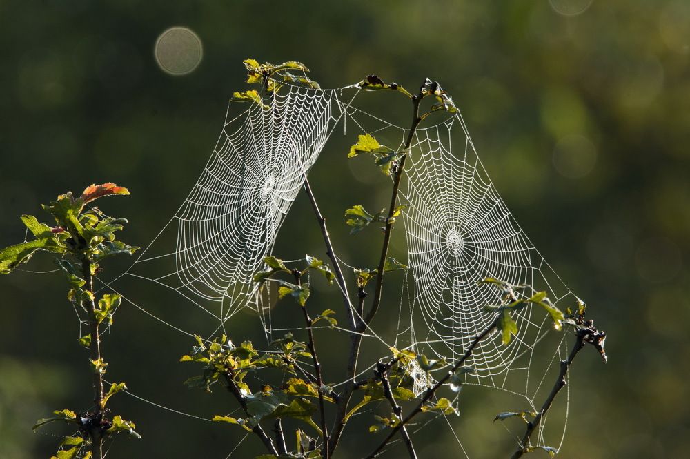 Двойная ловушка