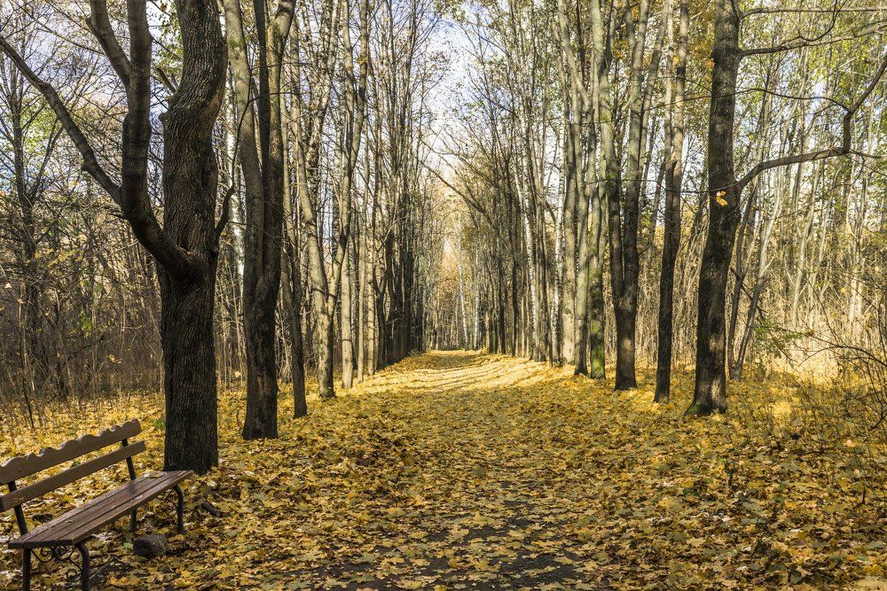 Скамейка в осеннем парке