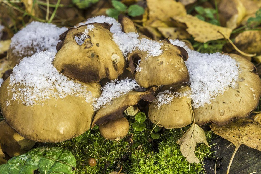 Первый снег на лесных грибах
