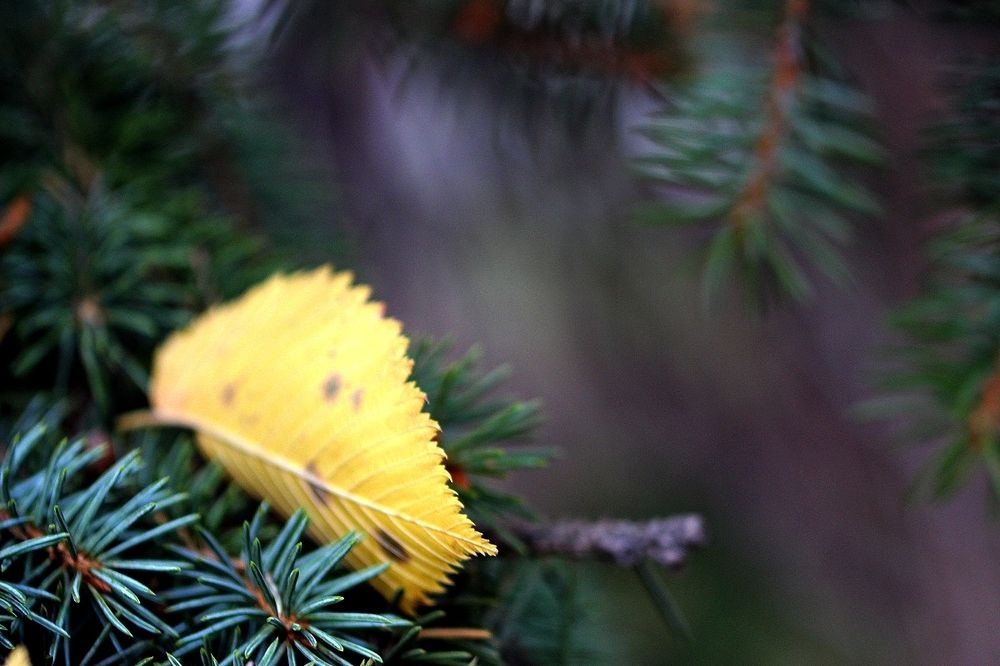 Одинокий лист