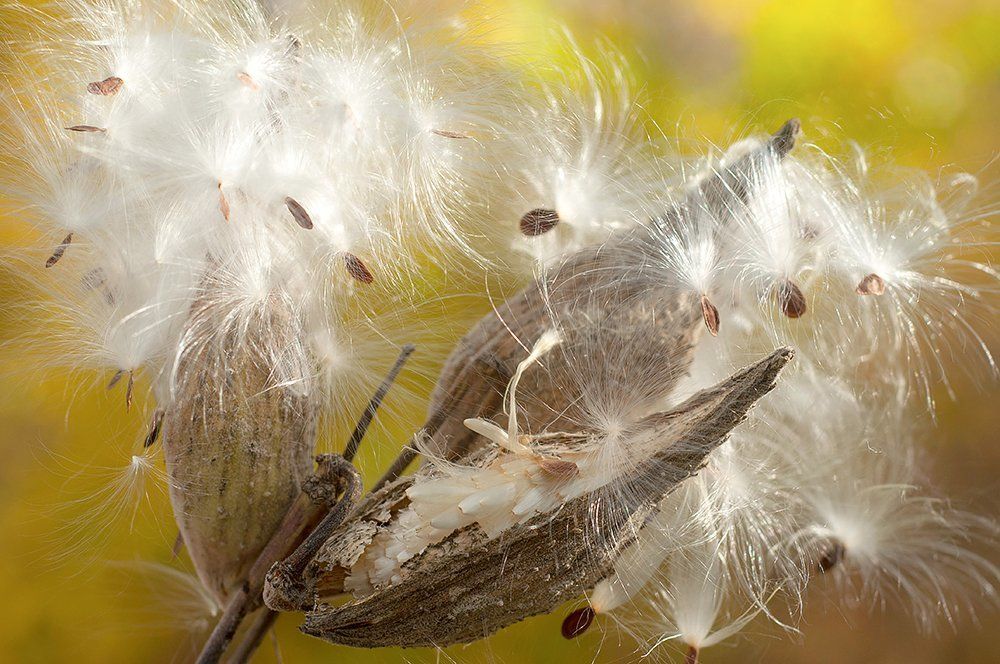 Close-up view of plant seeds in autumn