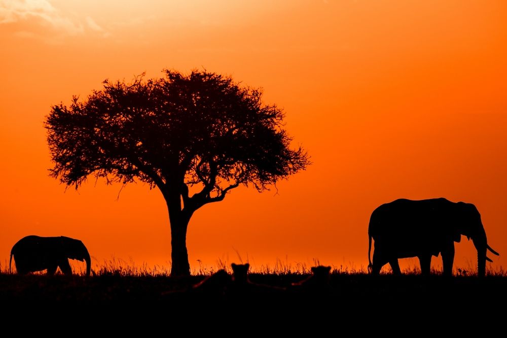 African savannah