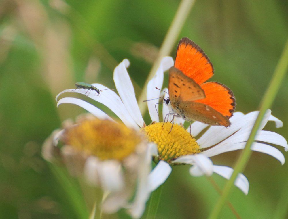 Неожиданная встреча