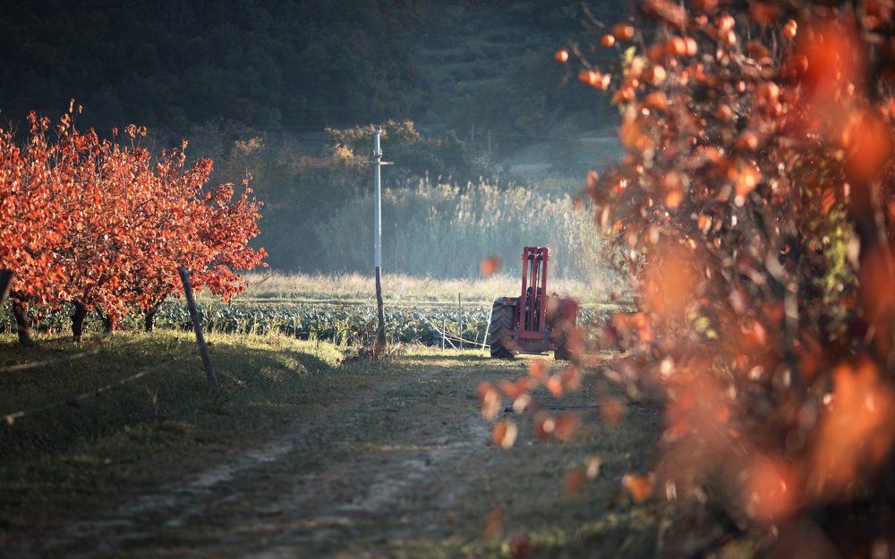 Photograph by Наталья Бурнина