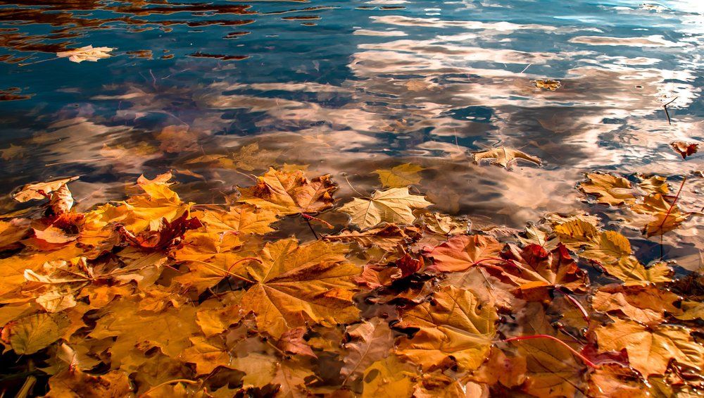 Листья в пруду