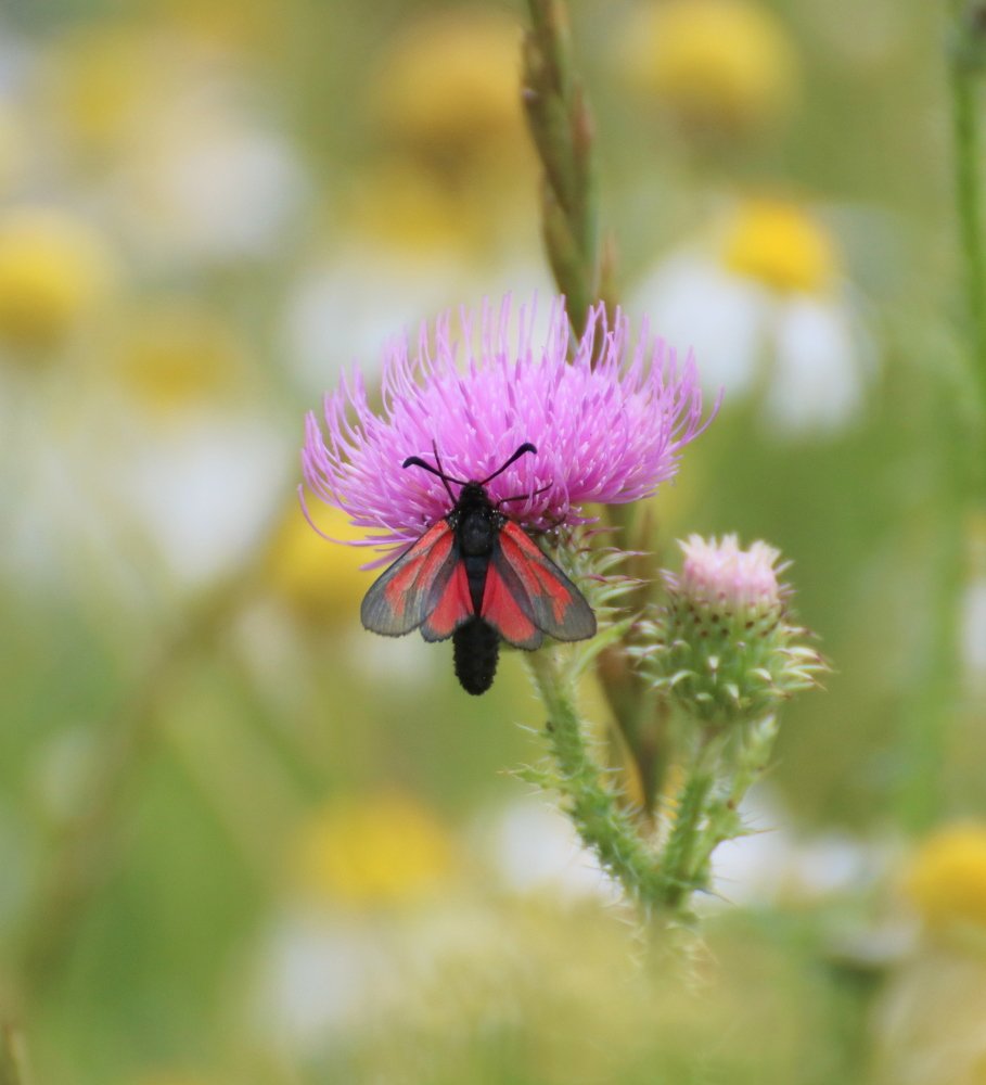 Пестрянка скабиозная