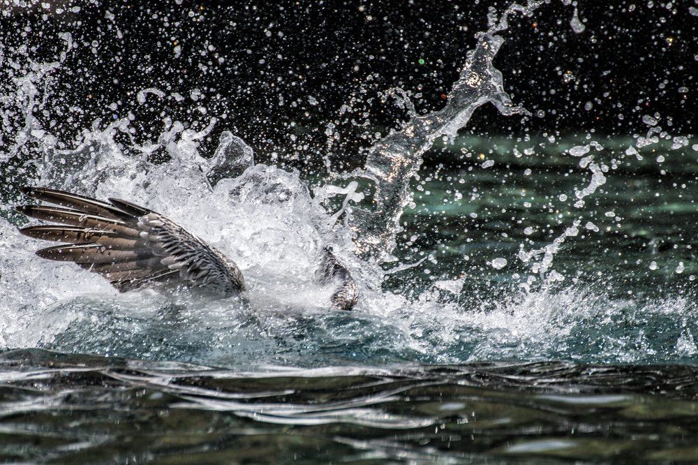 Пеликан в процессе охоты (Галапагосские острова)