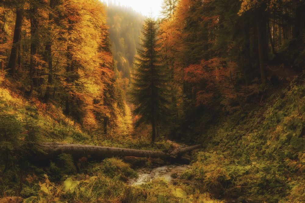 Осень в Кавказском лесу