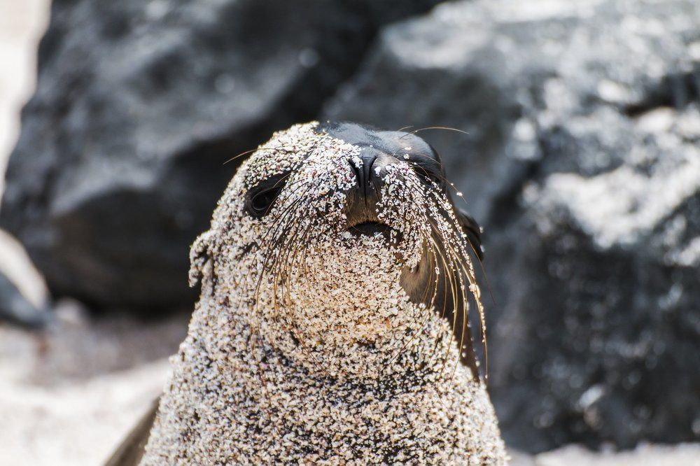 Морской котик в панировке (Галапагосские острова)
